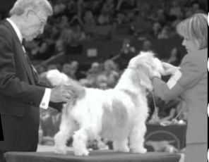 Westminster Kennel Club, 2010